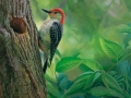 0050-woodpecker.jpg