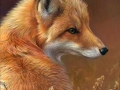 0051-red-fox.jpg
