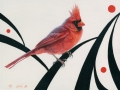 0108-Cardinal.jpg