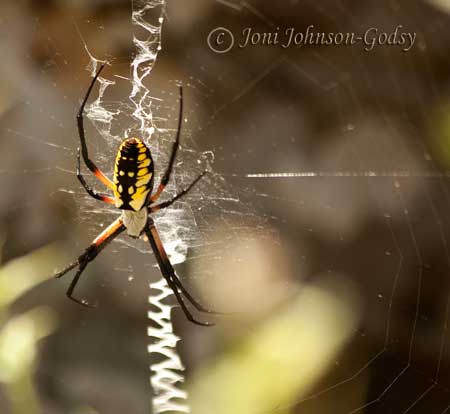 wildlife art photograph digital image zipper spider