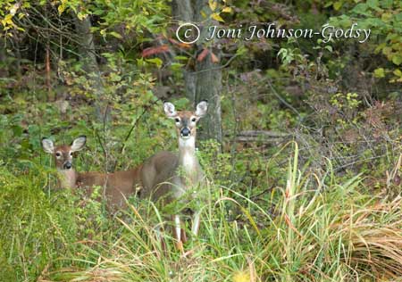 Wildlife Art Photography - Whitetail Deer