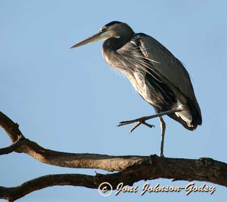 Wildlife Art Photography - Blue Heron