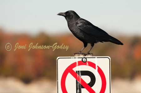 Wildlife Art Photography - Crow