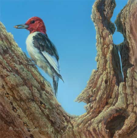 Wildlife Art Original Painting - woodpecker