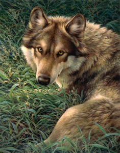 Grey Wolf wildlife art print