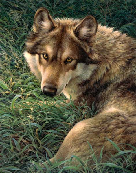 Grey Wolf wildlife art print