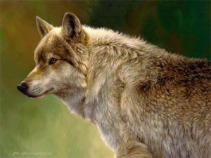 Grey wolf wildlife art print
