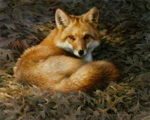 Red Fox wildlife art print
