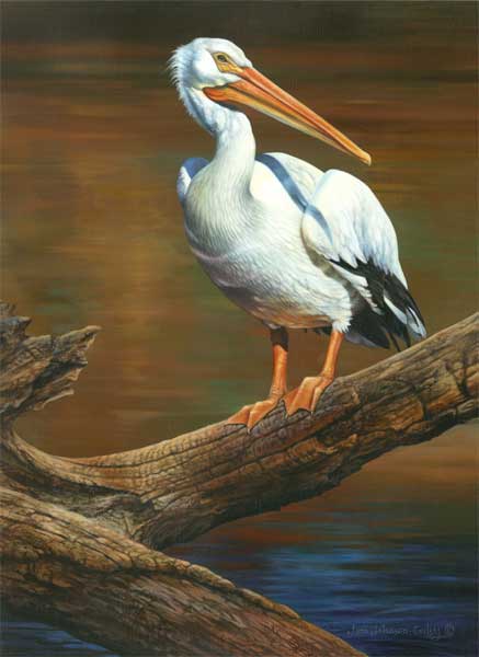Pelican wildlife art print