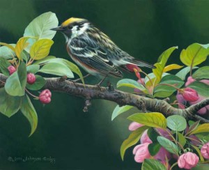 Warbler wildlife art print